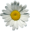 Marguerite Homepage